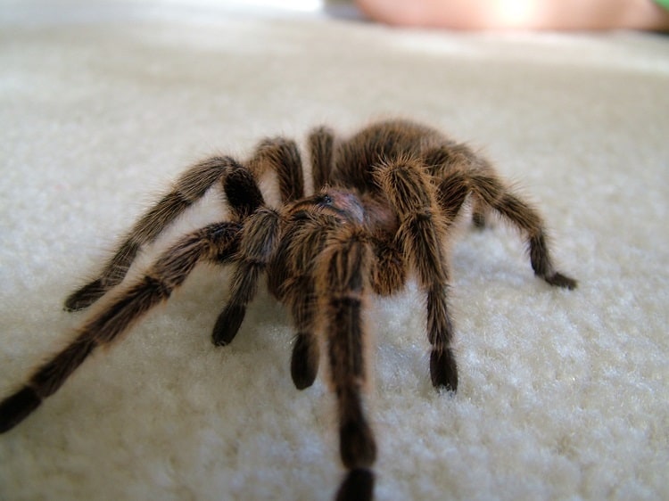 Chilean Rose Hairs G. Rosea