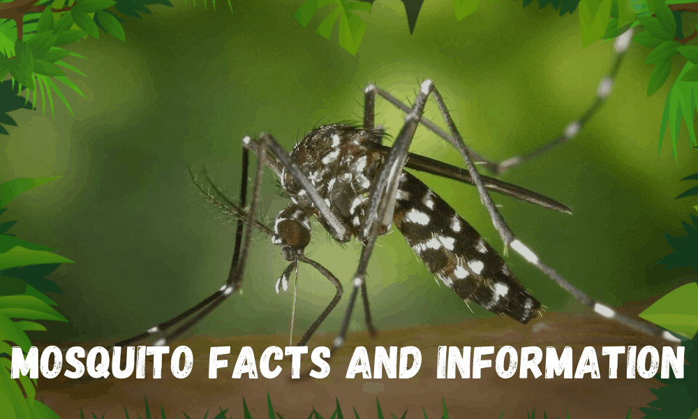 Mosquito Facts and Information