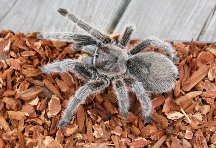 best tarantula bedding