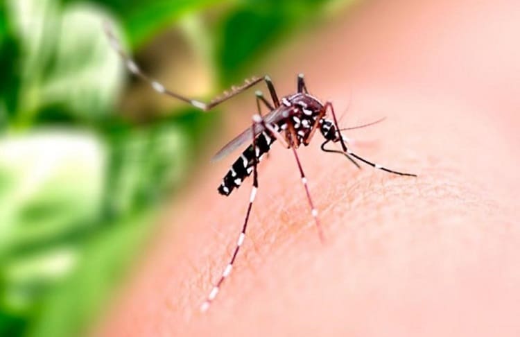 mosquito diseases