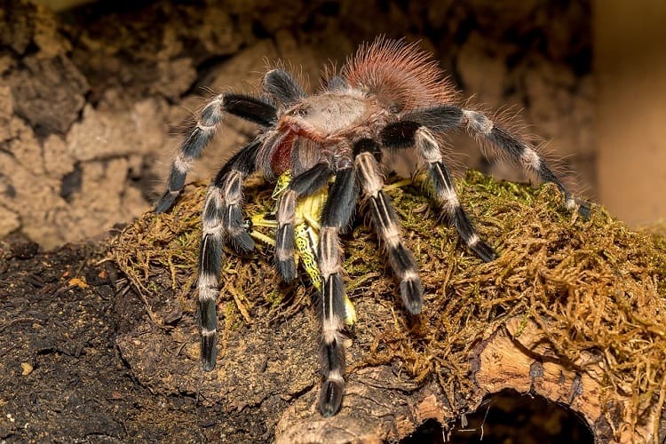 tarantula pet feeding