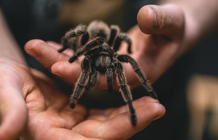 tarantulas as pets