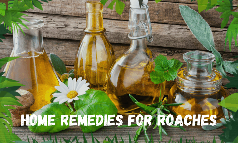 Home Remedies For Roaches