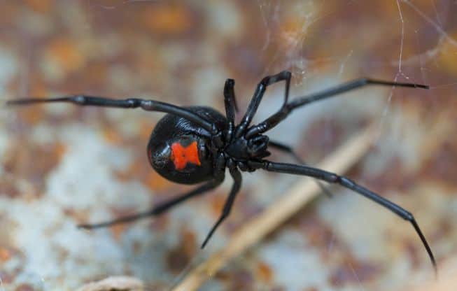 Black-Widow-Spiders