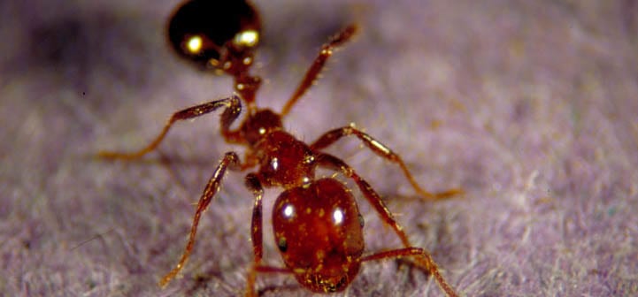 fire-ant