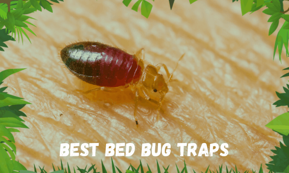 The 5 Best Bed Bug Traps to Buy Insect Hobbyist