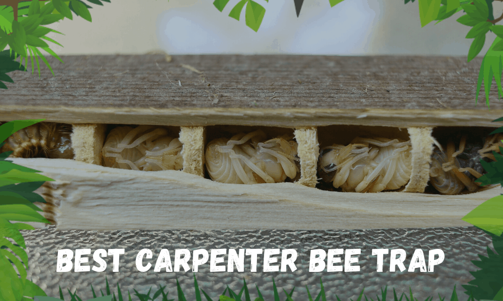 Best Carpenter Bee Trap