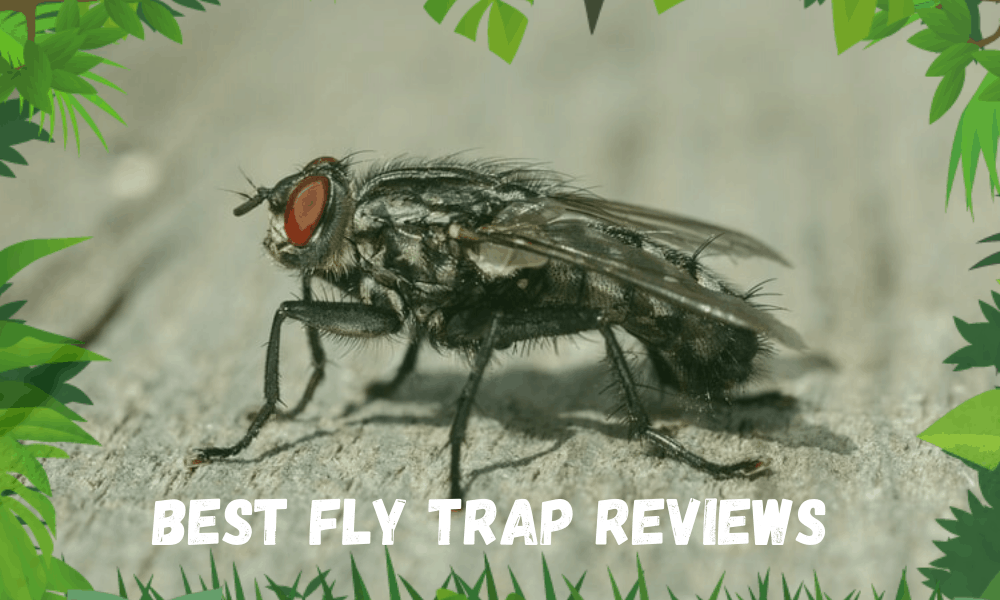 Best Fly Trap Reviews