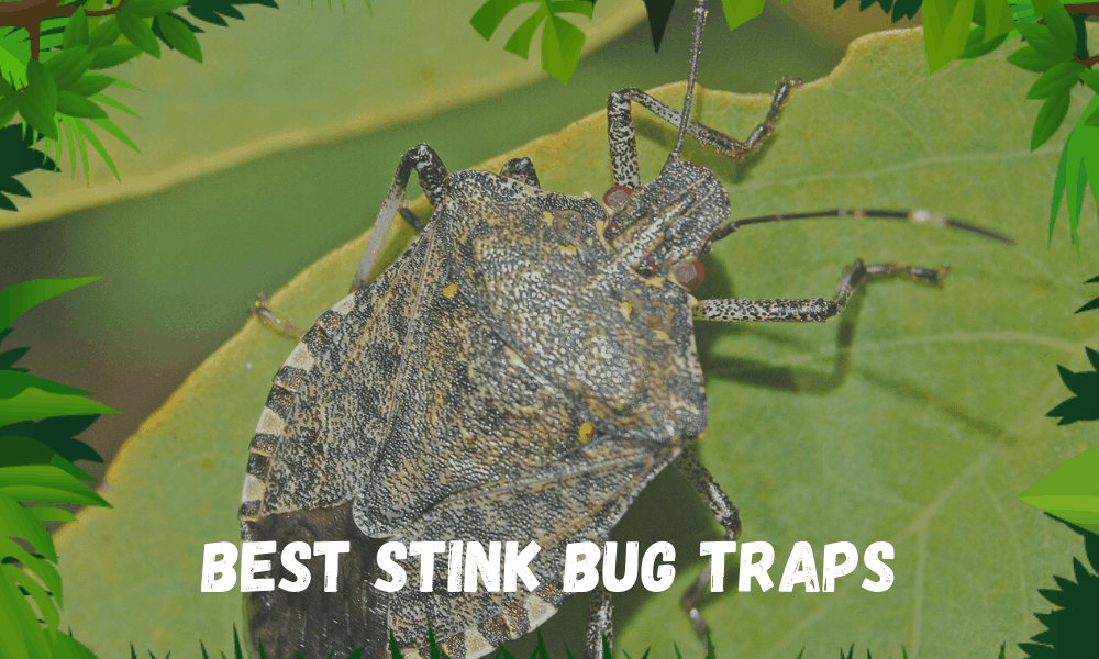 Best Stink Bug Traps