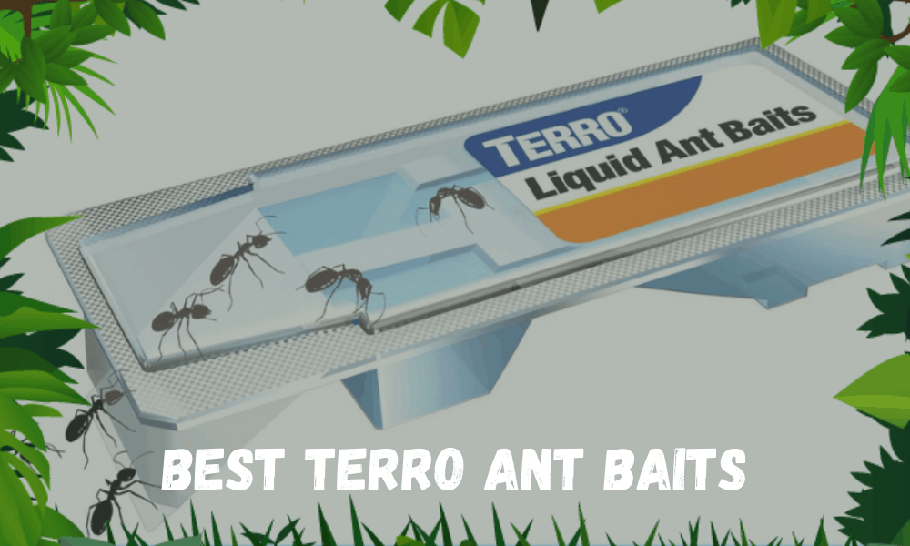 Best Terro Ant Baits