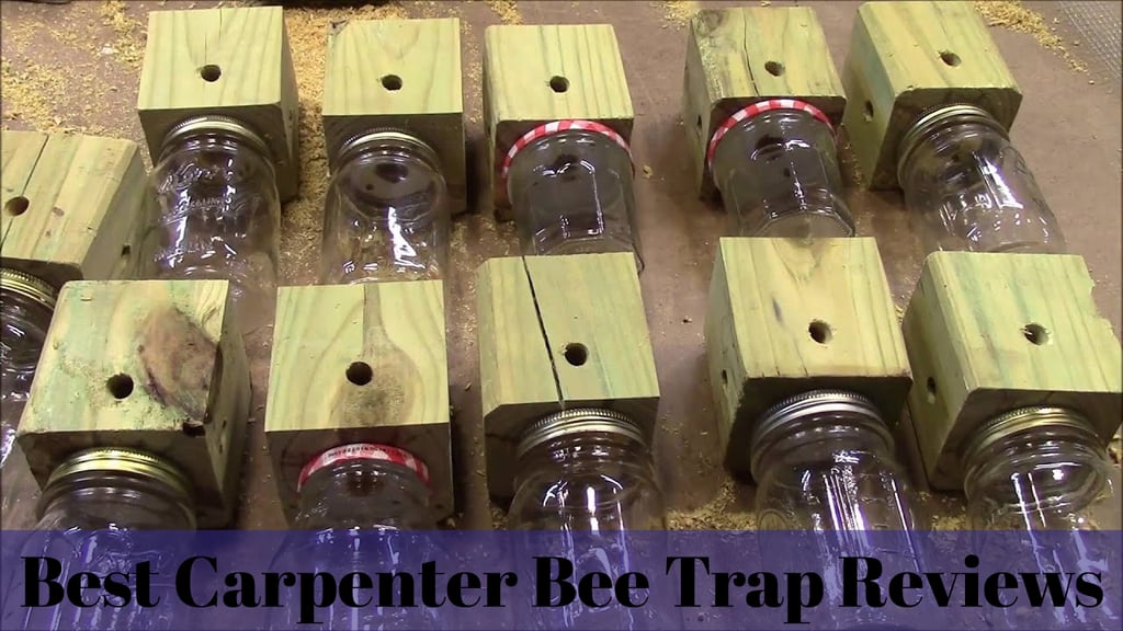 Best Carpenter Bee Trap Reviews 2019 Insect Hobbyist