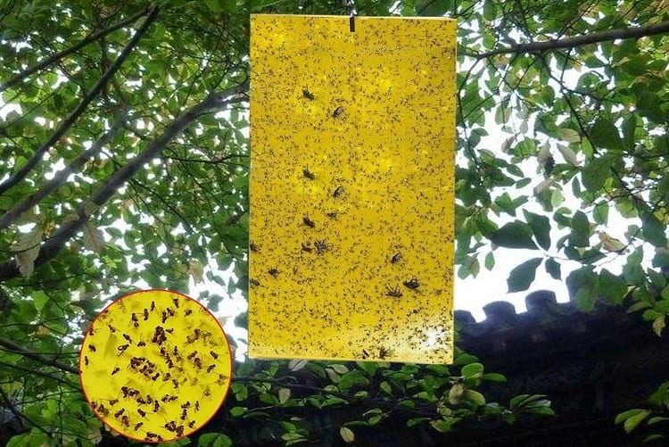 Garsum Yellow Sticky Gnat Traps