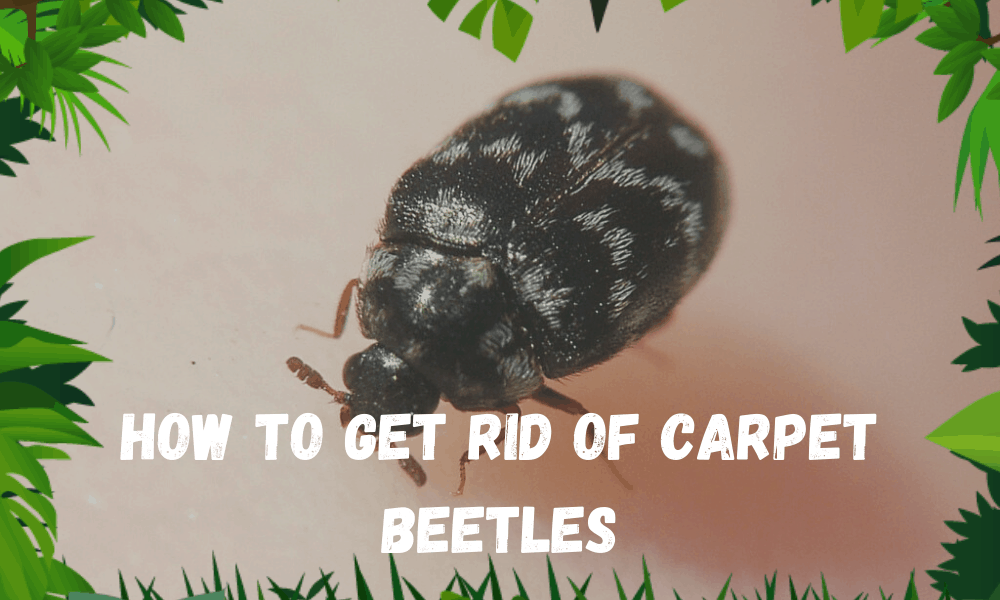 How to Get Rid of Carpet Beetles