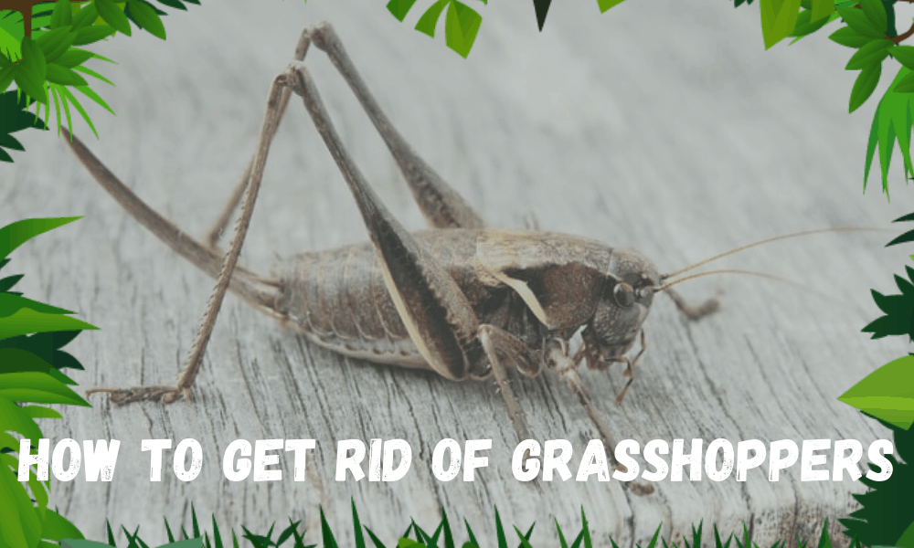 How to Get Rid of Grasshoppers