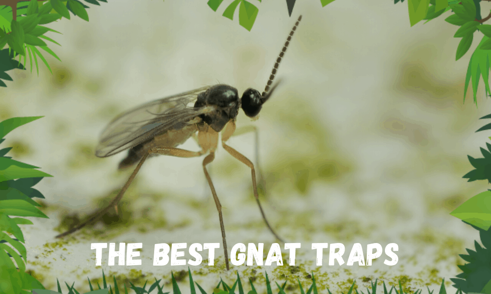 THE Best Gnat Traps