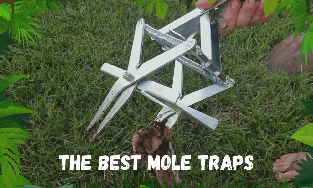 THE Best Mole Traps