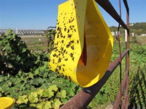 stink-bug-repellent