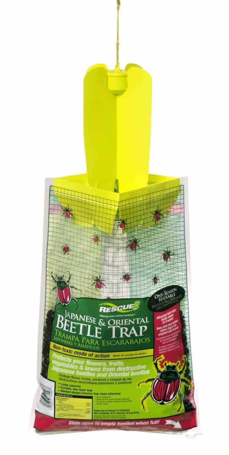 ladybug-traps