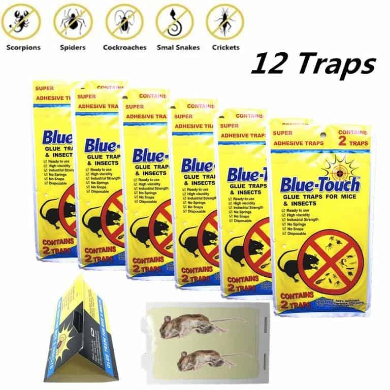 10 Best Silverfish Traps in 2021 You Should Know Of Insect Hobbyist
