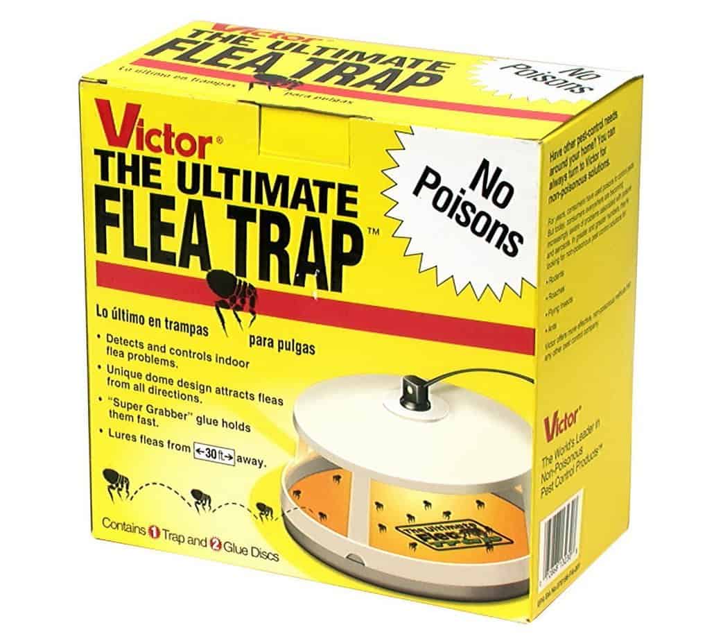 how-to-get-rid-of-fleas