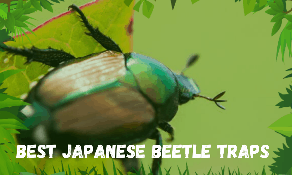 Best Japanese Beetle Traps