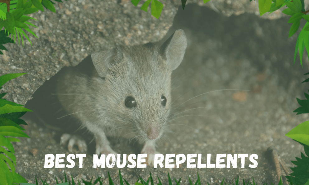 The Best Mouse Repellents Top 10 Choices Insect Hobbyist