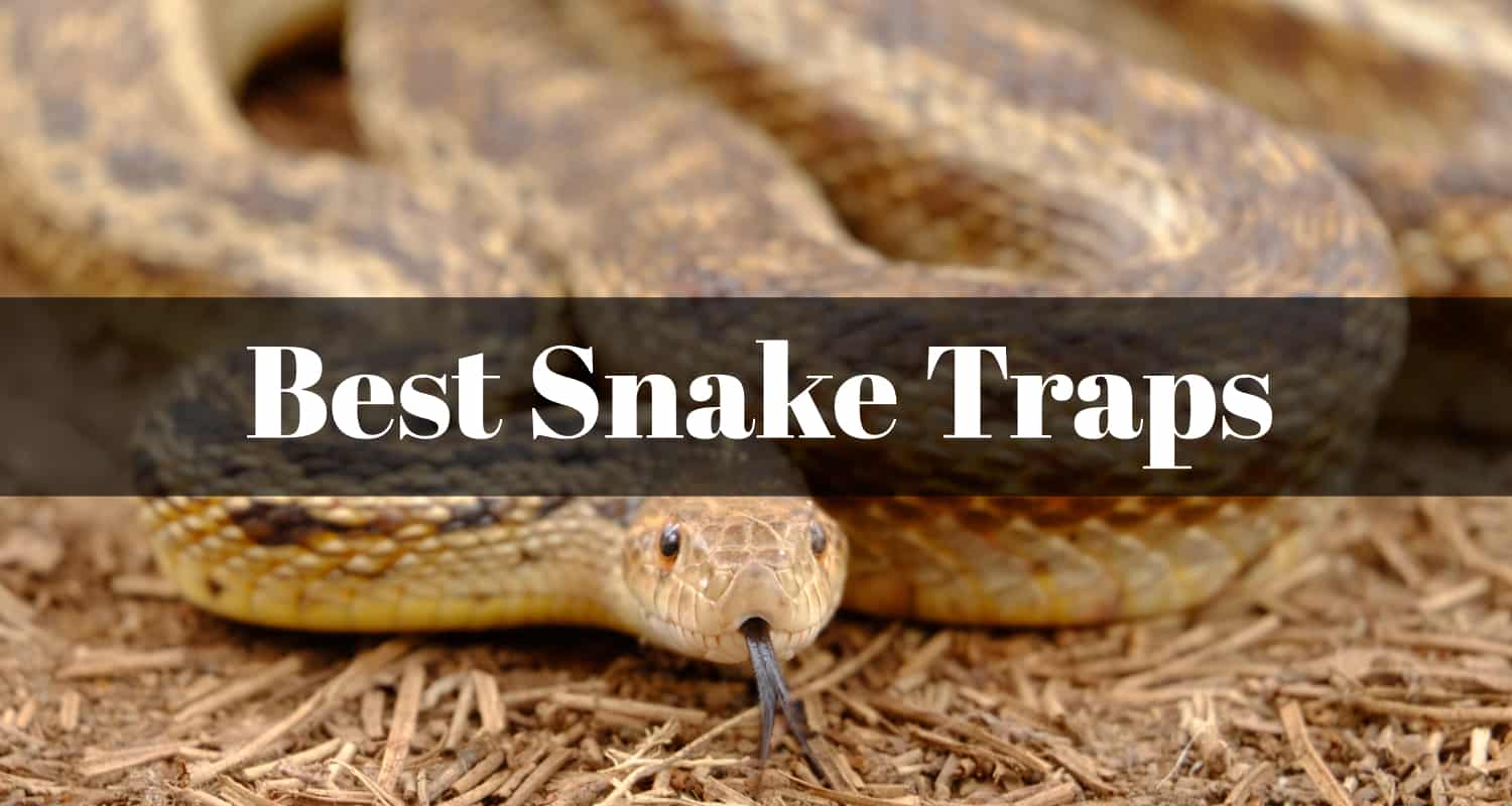 10 Best Snake Traps 2020 Insect Hobbyist