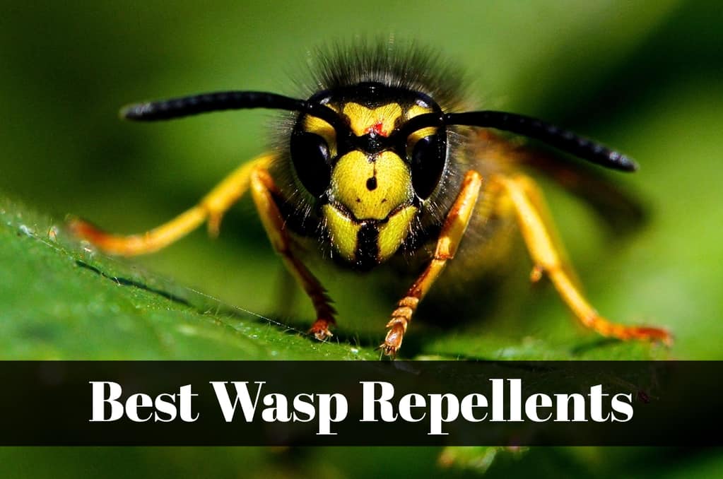 Best Wasp Repellents for 2019 Insect Hobbyist