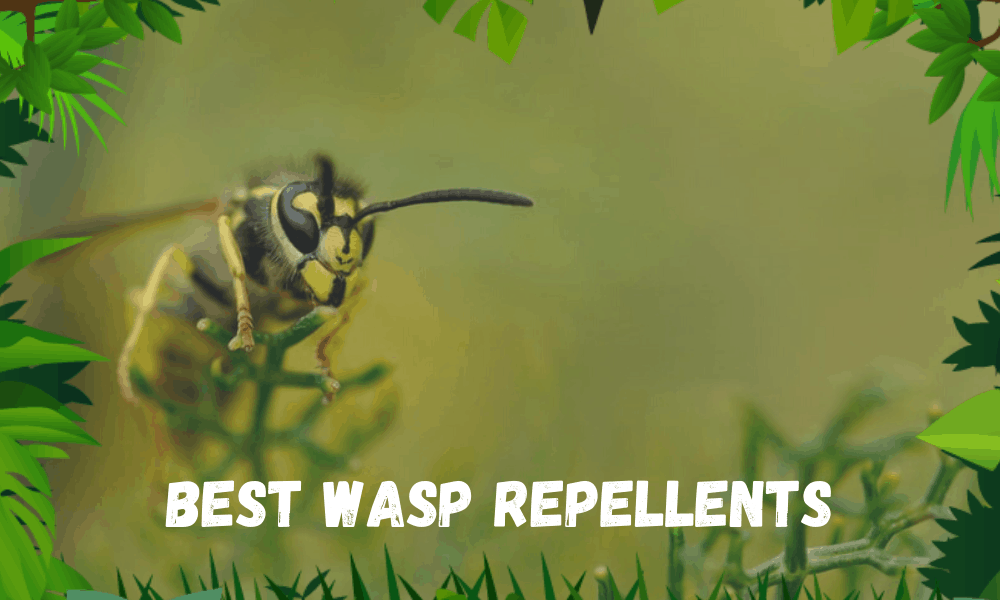 best wasp repellents