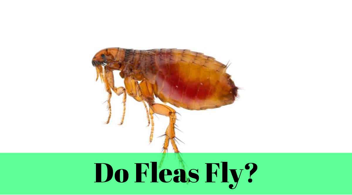 Do Fleas Fly? Insect Hobbyist