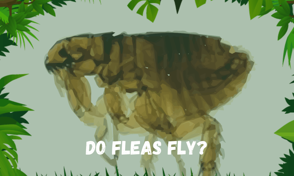 Do Fleas Fly