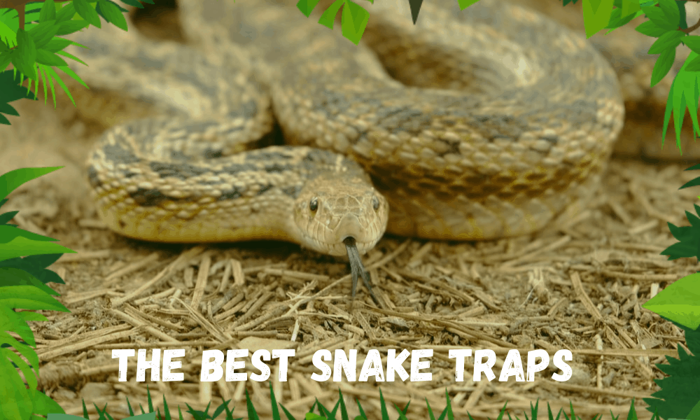 The Best Snake Traps