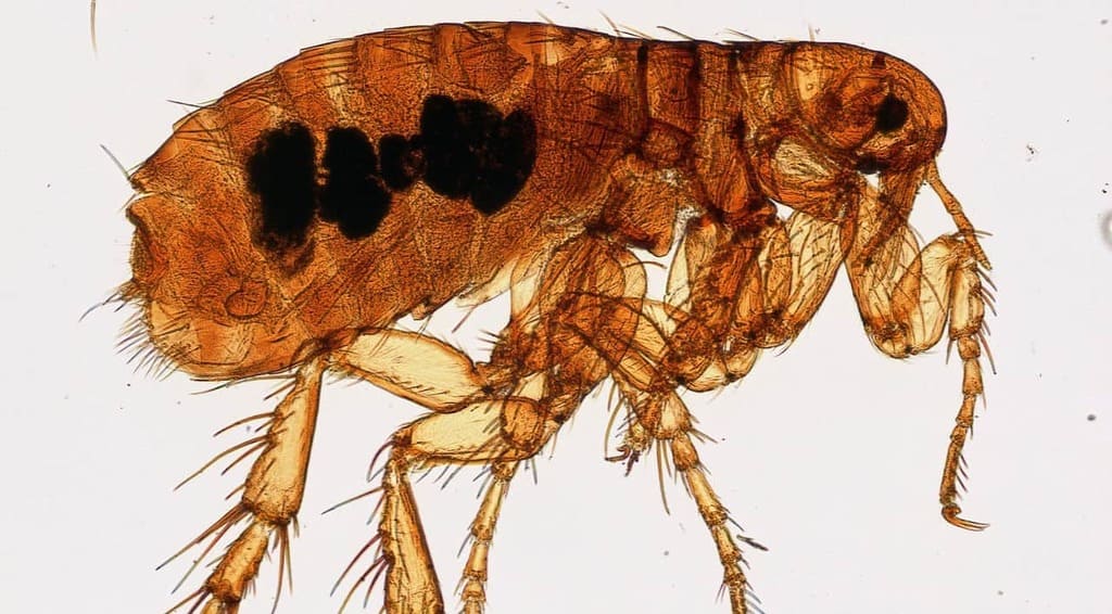 Do Fleas Fly? And How To Get Rid Of Them [2020]