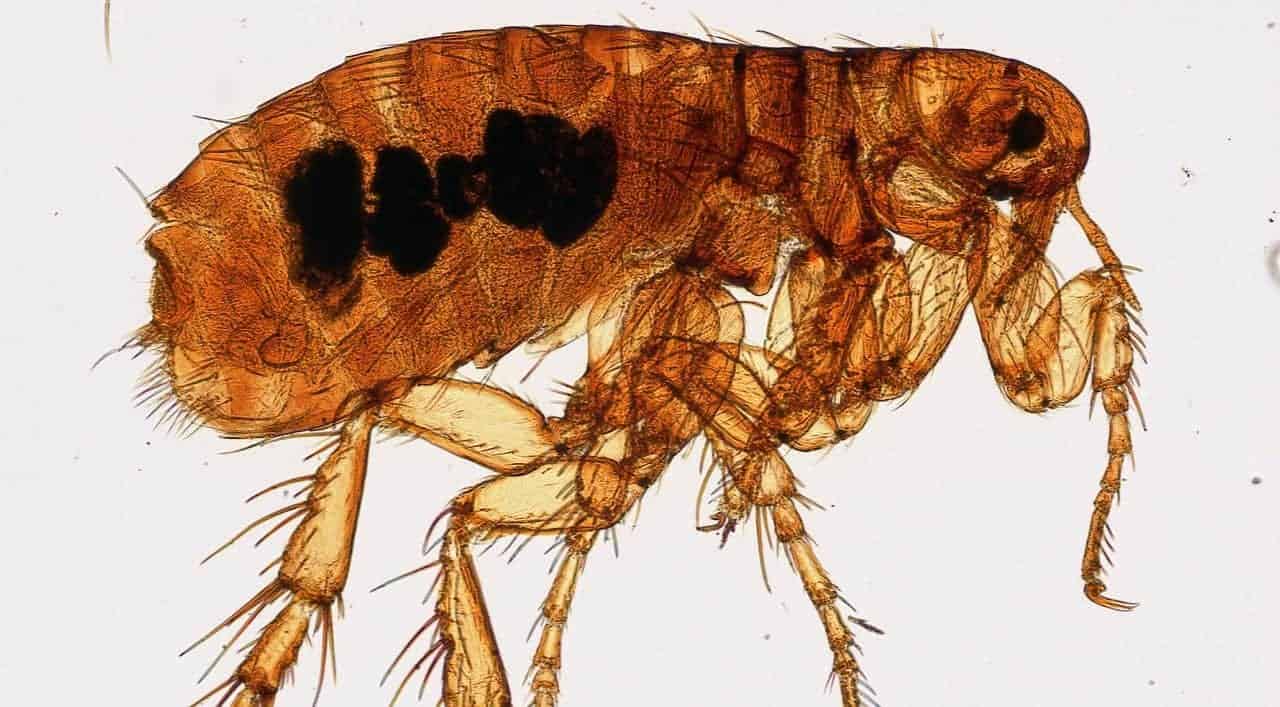 are-fleas-dangerous