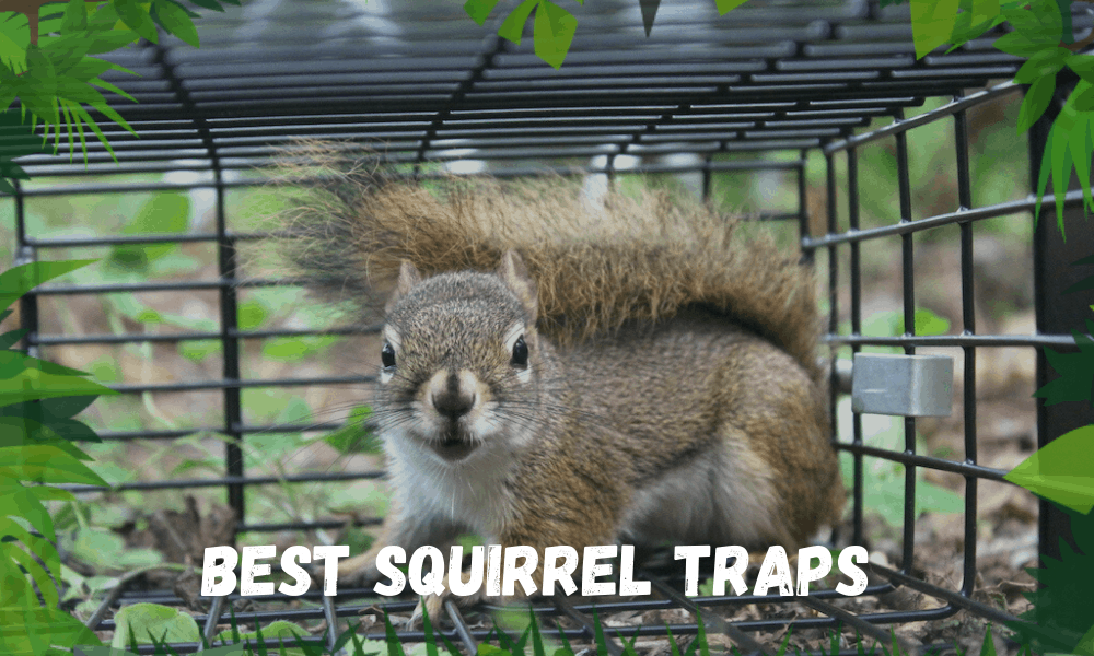 Best Squirrel Traps