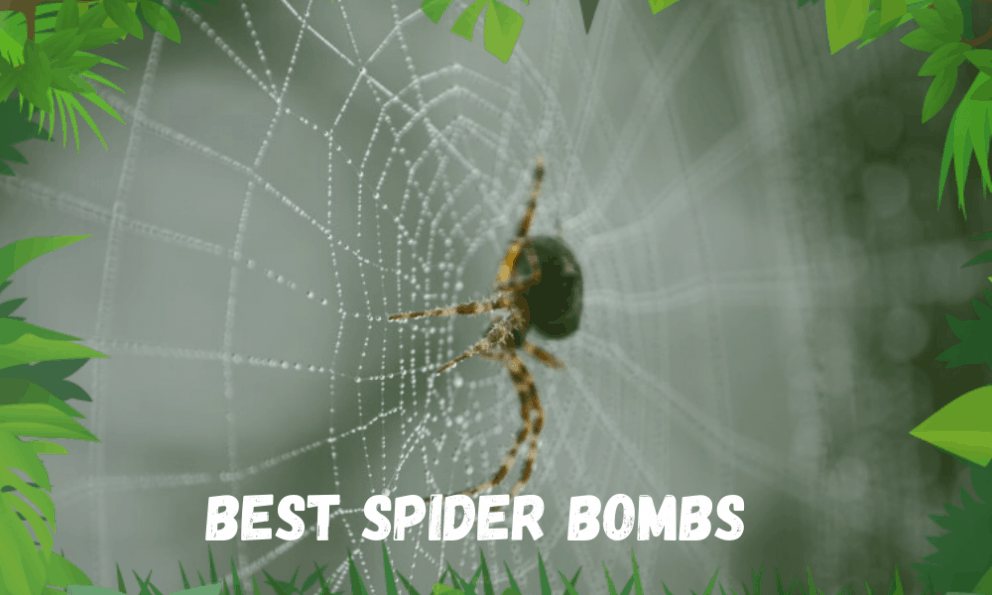 5 Best Spider Bombs Review Which To Choose? Insect Hobbyist