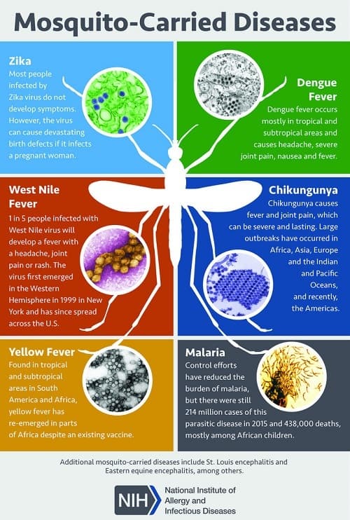 mosquito diseases