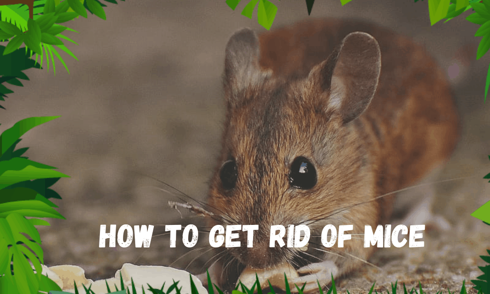 How to Get Rid of Mice