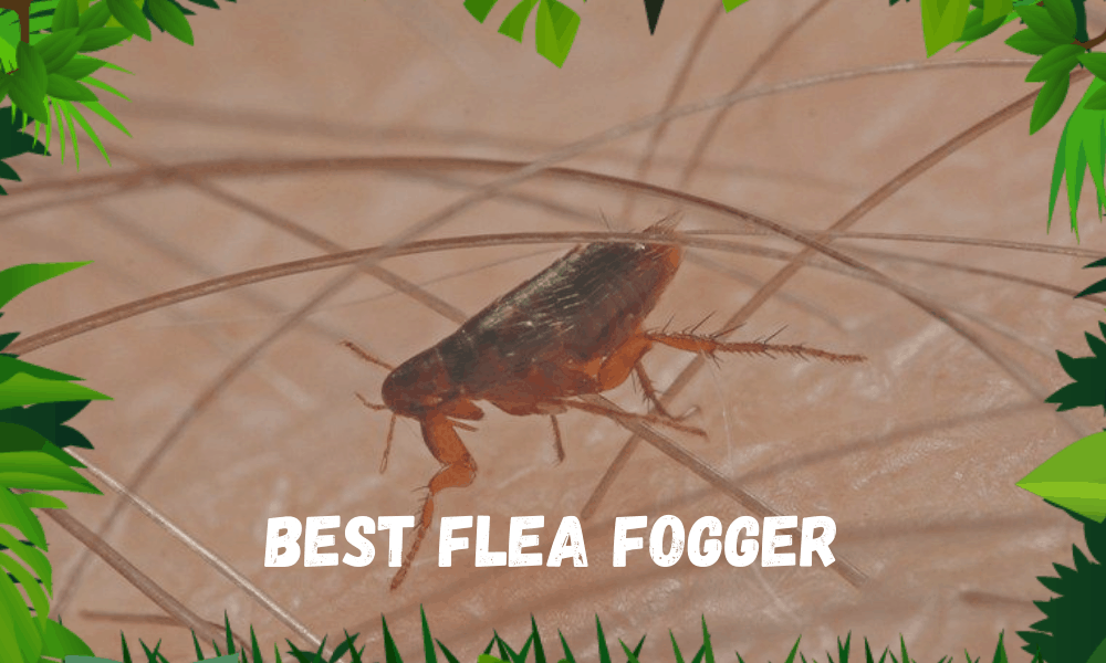 Best Flea Fogger